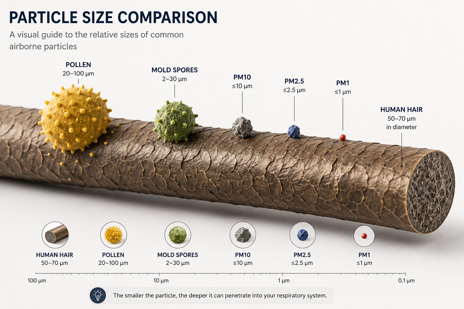 Comparison of common airborne particles including human hair, pollen, mould spores, PM10, PM2.5 and PM1 shown to scale.