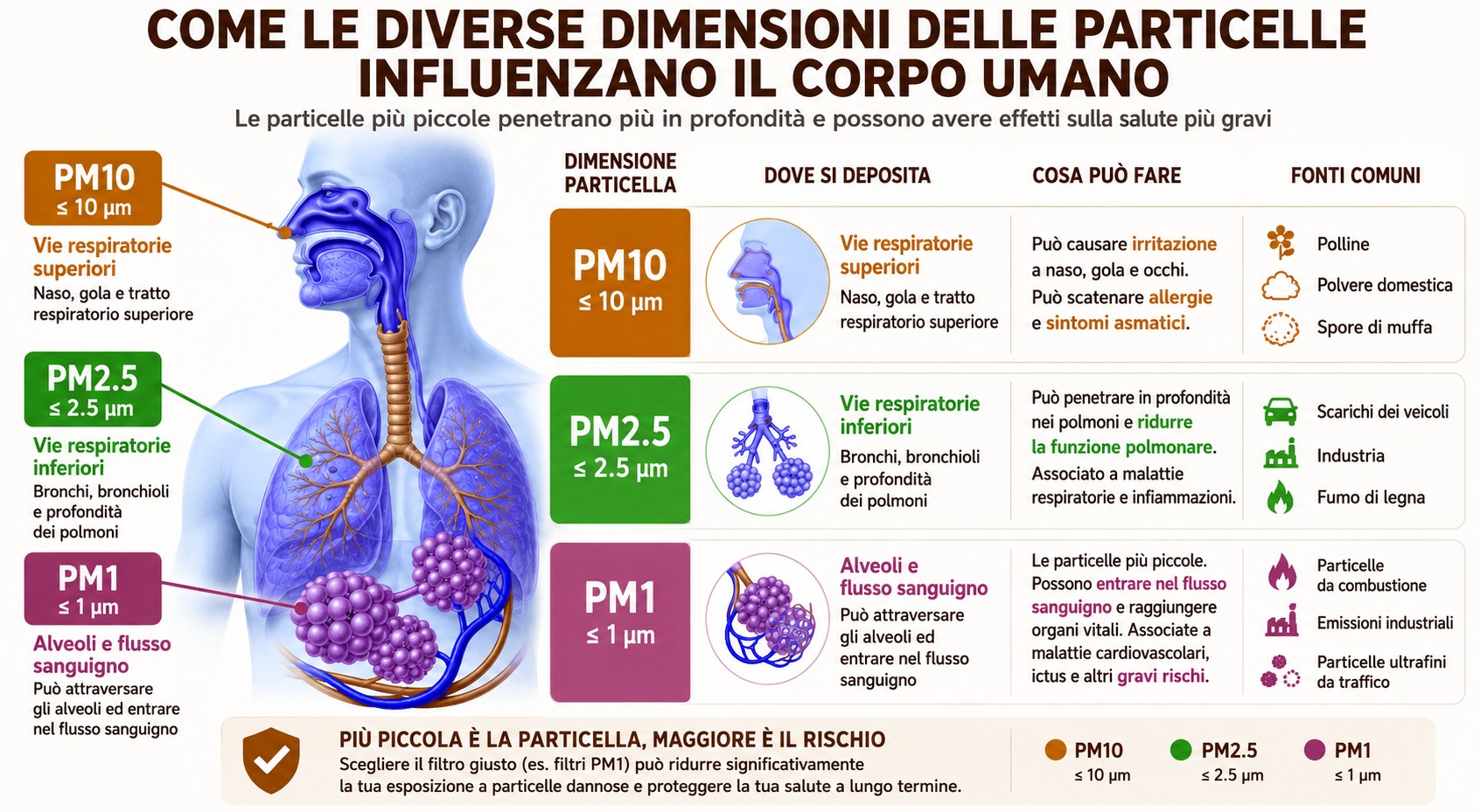 Diagramma che mostra come le particelle PM10, PM2.5 e PM1 penetrano nel sistema respiratorio, dal naso ai polmoni fino al flusso sanguigno.