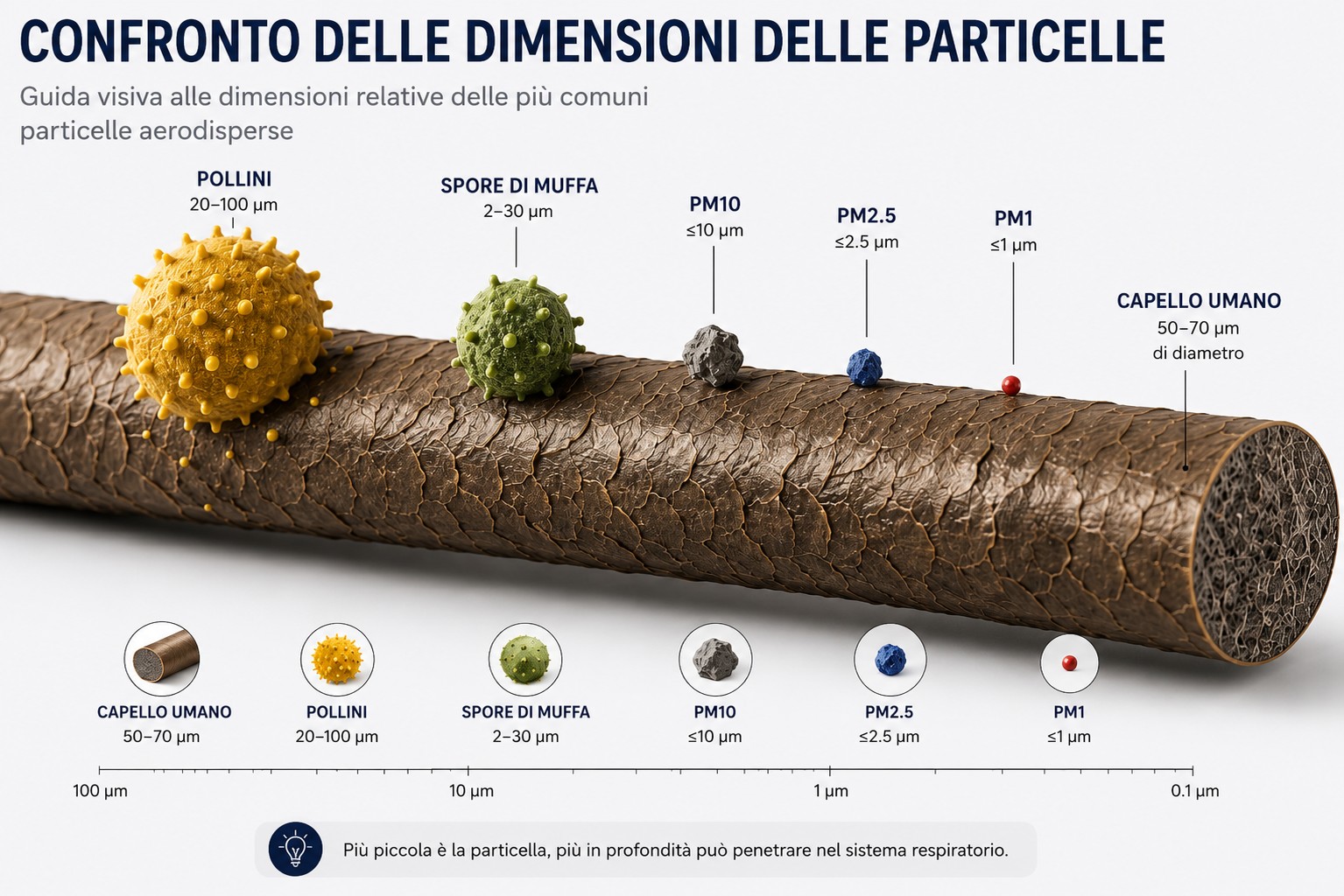 Confronto delle dimensioni di comuni particelle aerodisperse, inclusi capello umano, pollini, spore di muffa, PM10, PM2.5 e PM1 mostrati in scala.