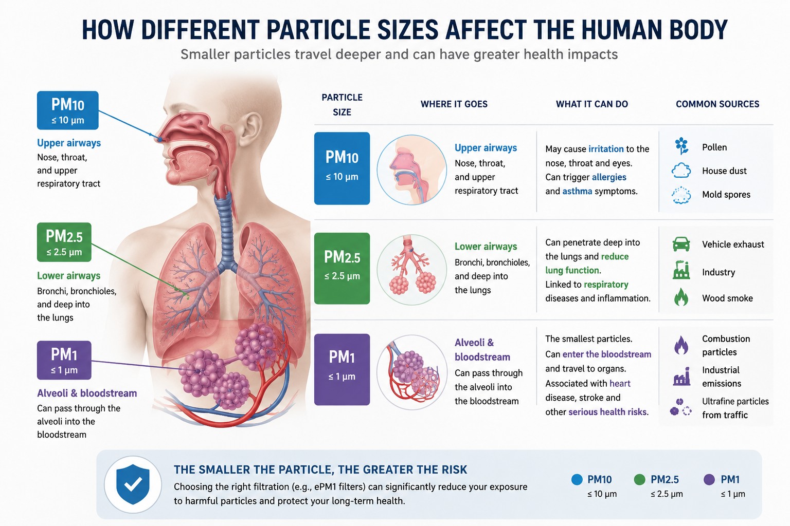Diagram showing how PM10, PM2.5 and PM1 particles penetrate the respiratory system from the nose to the lungs and bloodstream.